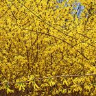 Forsythien......und etwas Azurblau.....