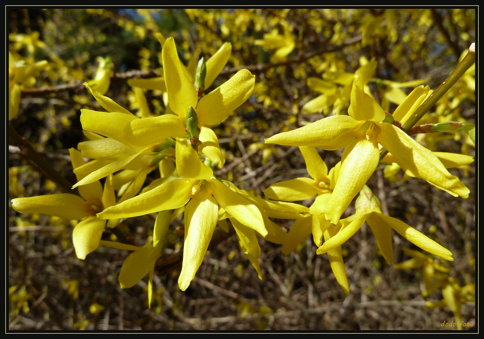 Forsythienzeit