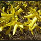 Forsythienzeit