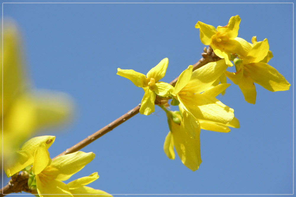 Forsythienzweig