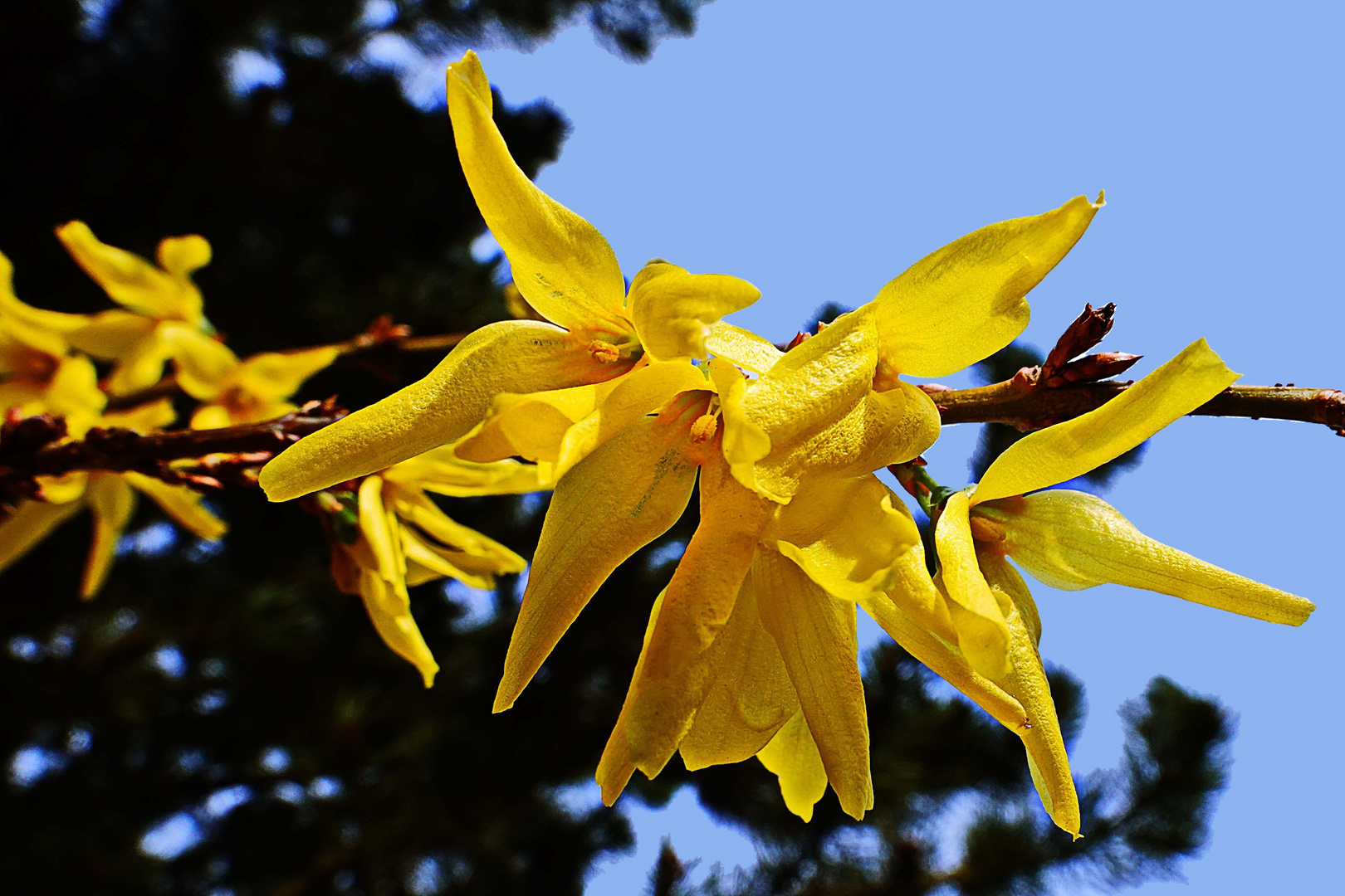  Forsythienzweig