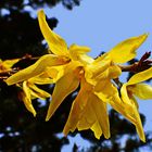  Forsythienzweig