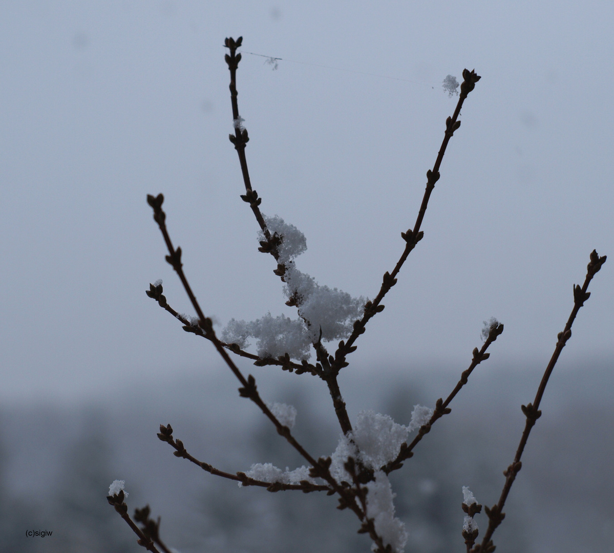 Forsythienzweig mit Schnee