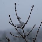 Forsythienzweig mit Schnee