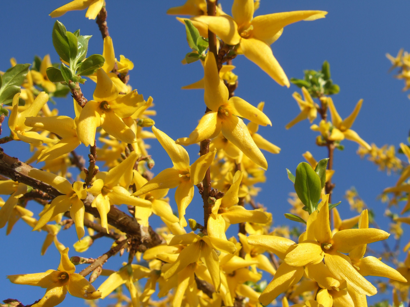 Forsythienzweige