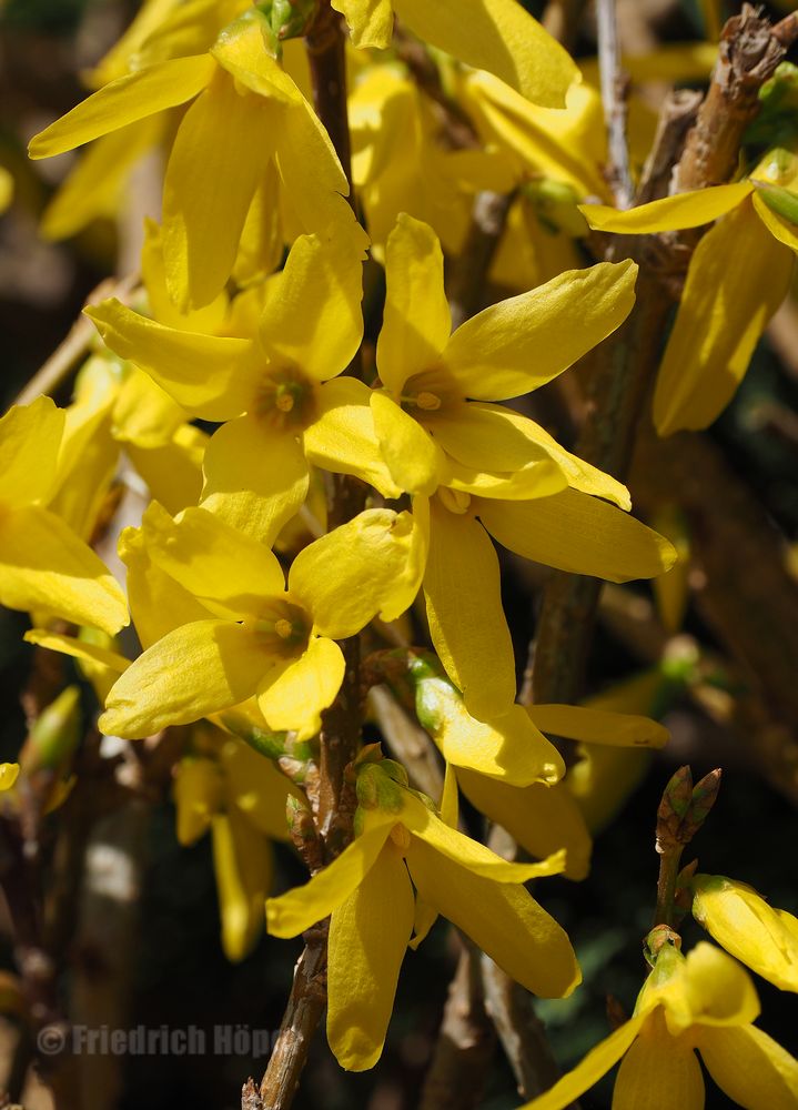 Forsytien-Blüten