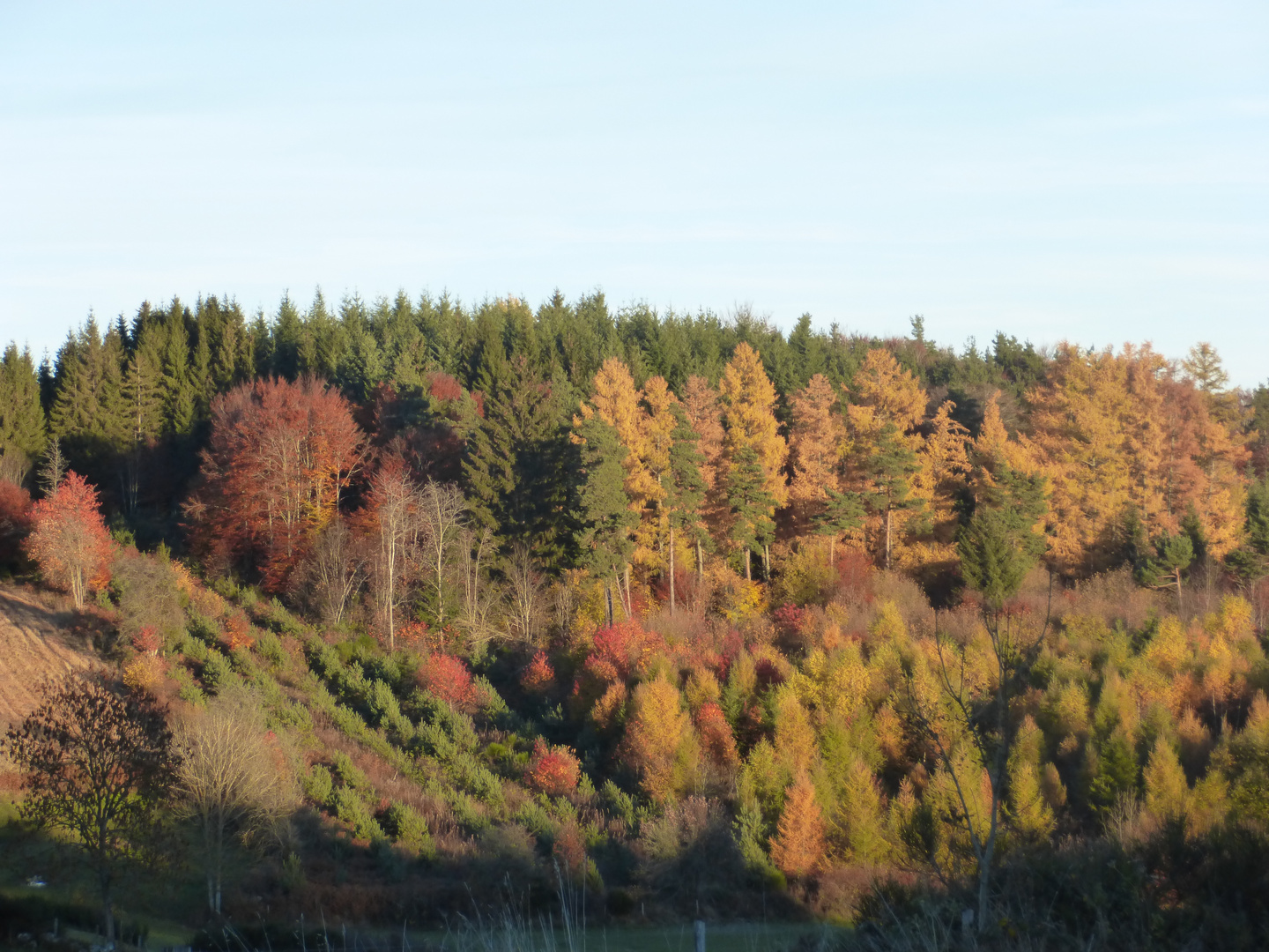 Forêt 2 de Haute Loire