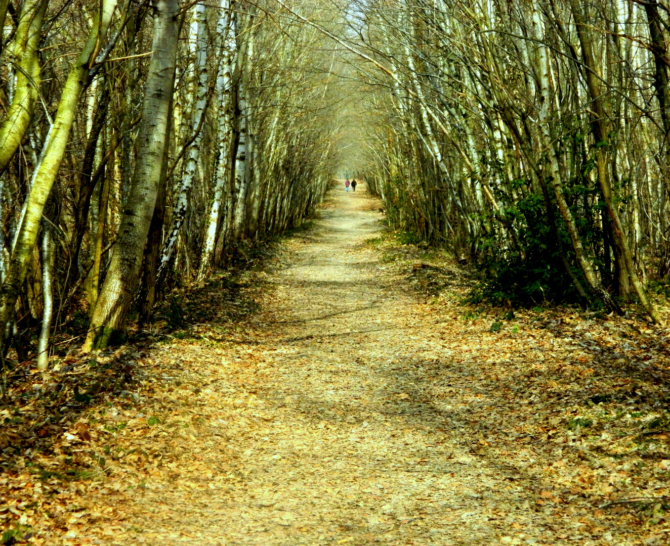 Forêt