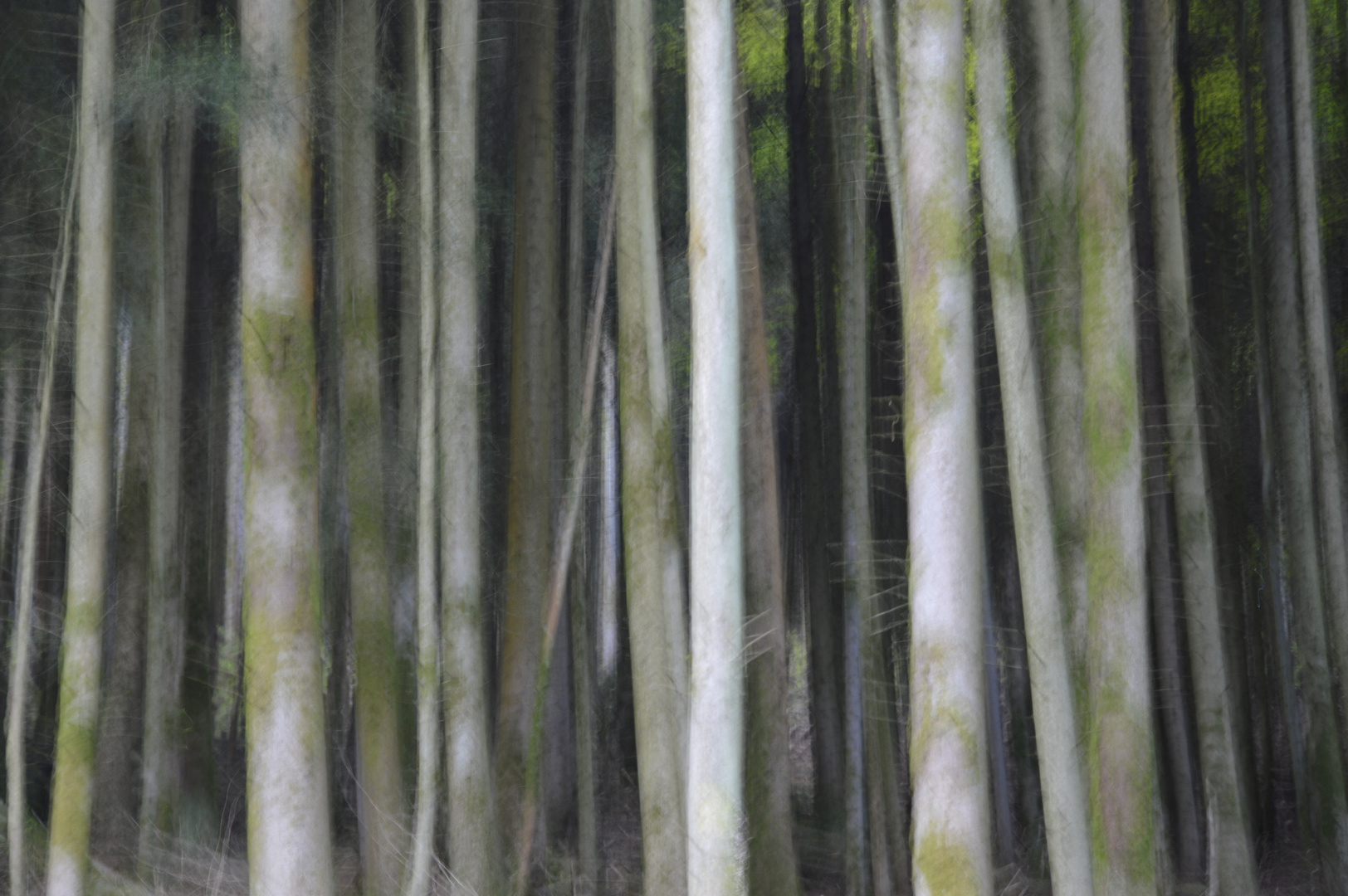 Forêt abstraite