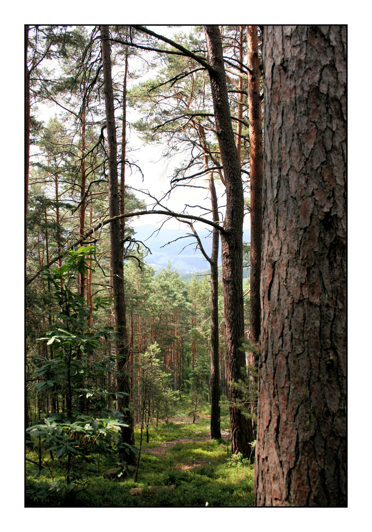 Forêt alsacienne