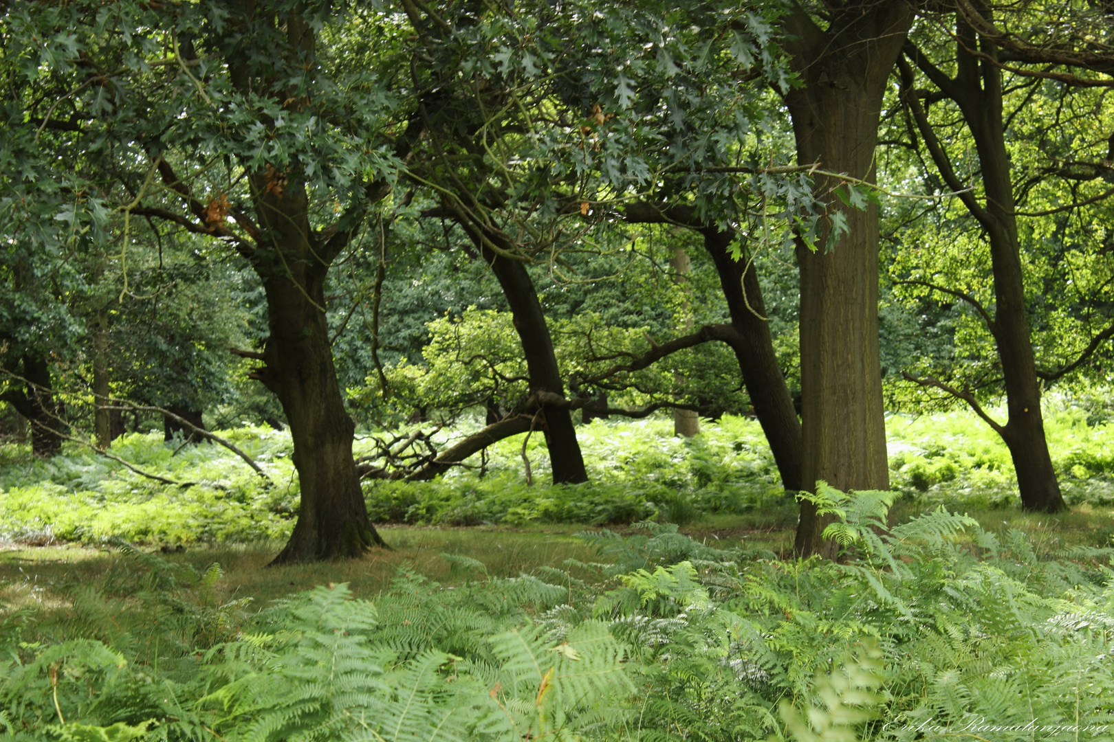 Forêt anglaise