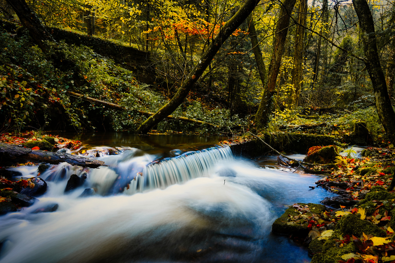 Forêt aquatique