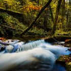 Forêt aquatique