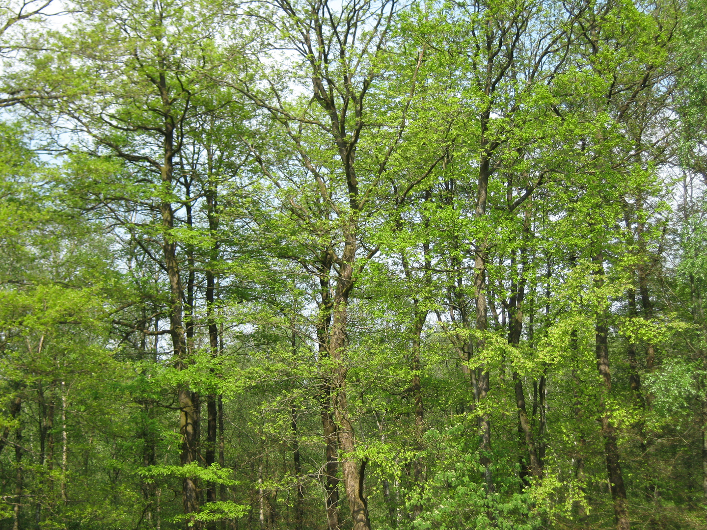 Forêt ardennaise