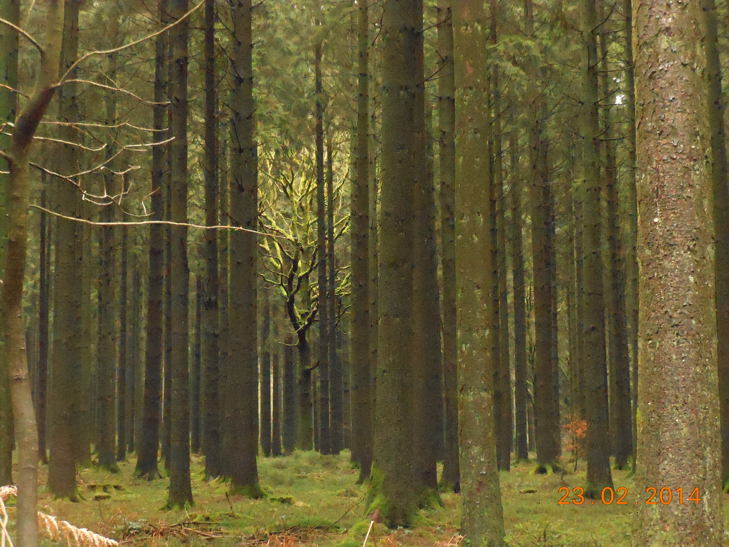 forêt ardennaise