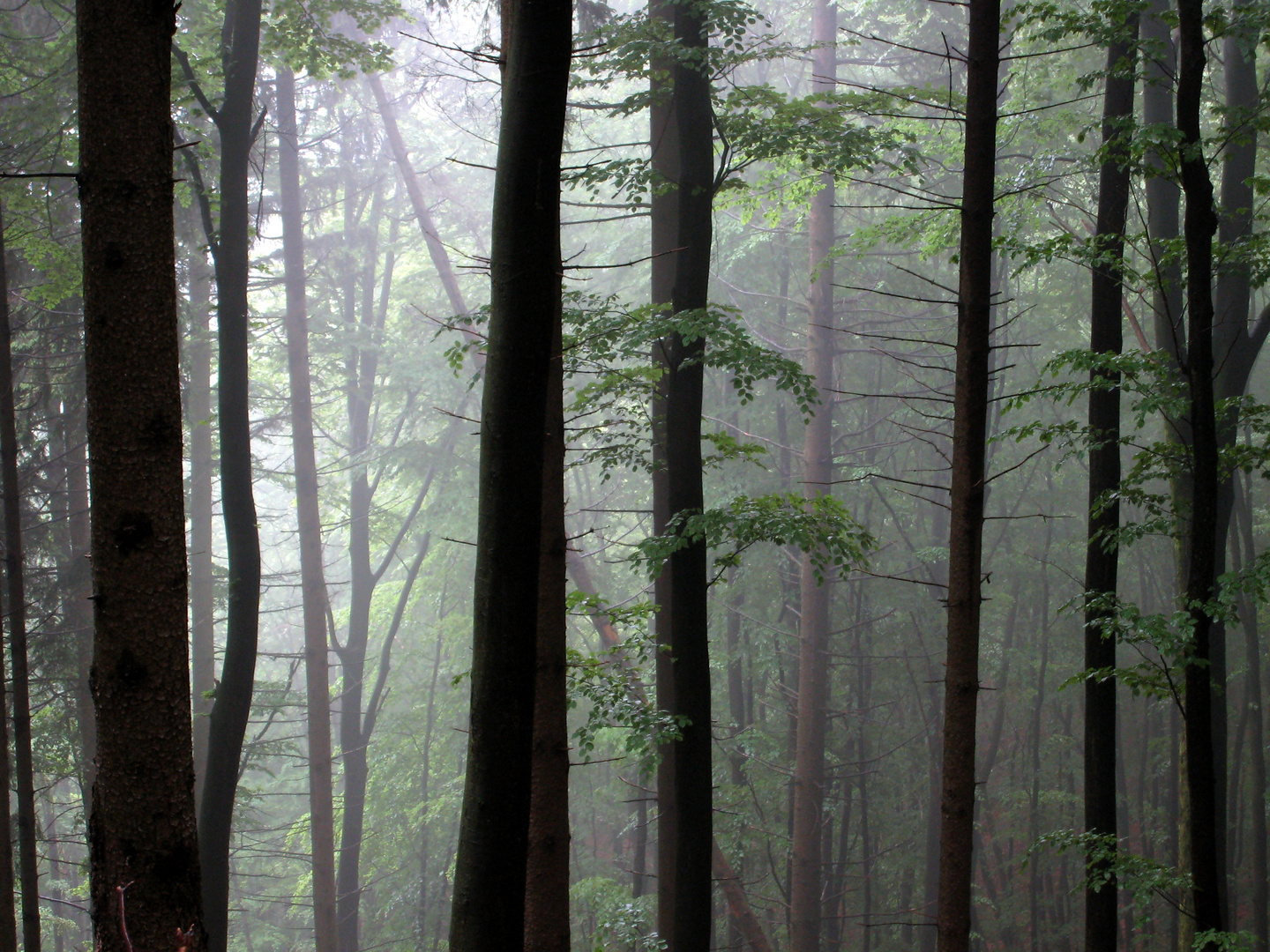 Forêt au printemps dans les Vosges du Nord