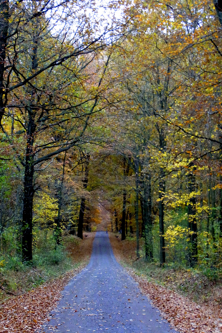 Forêt automnale