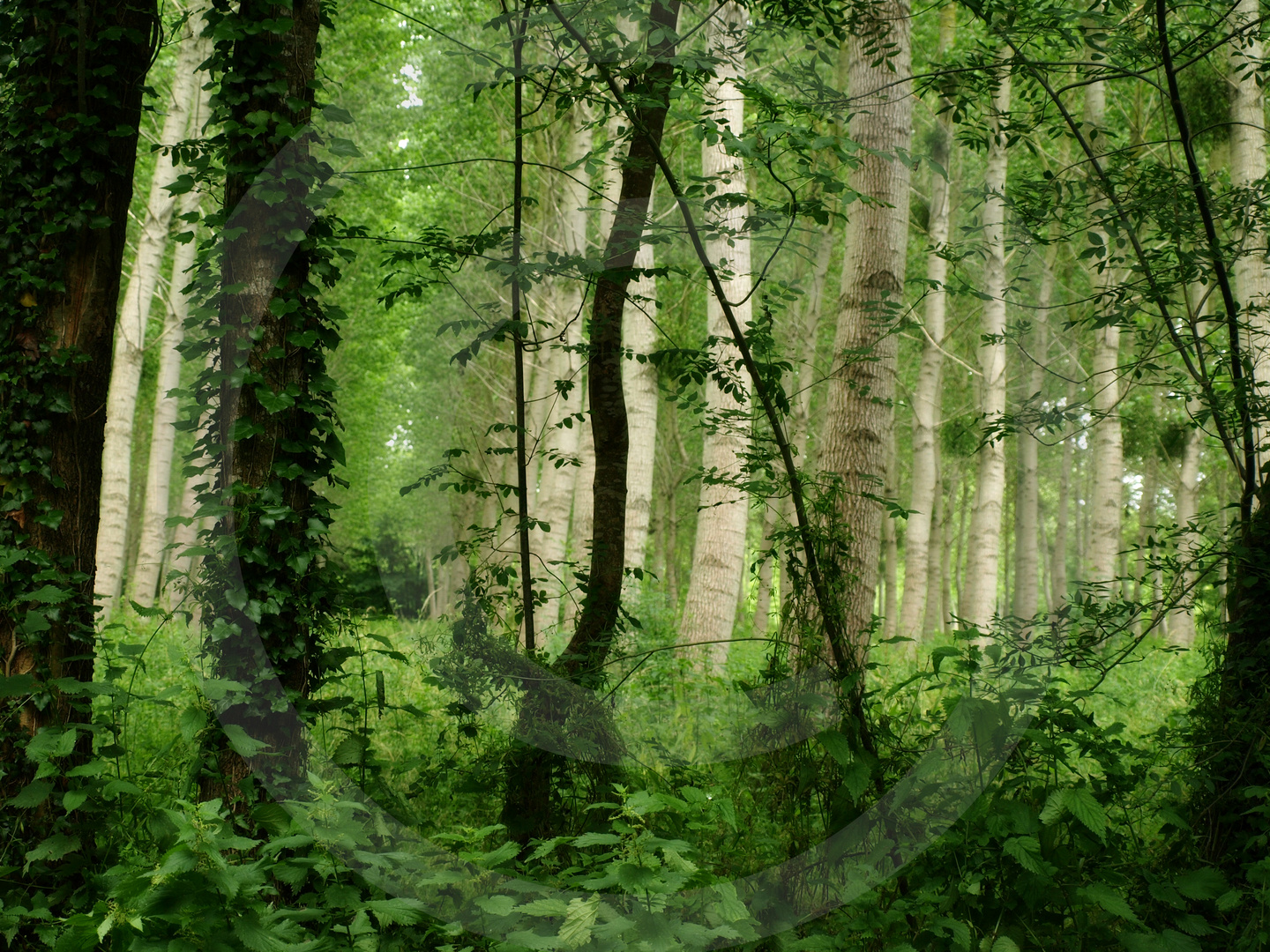 Forêt