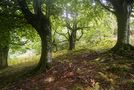 Forêt Basque de Thierryp31 