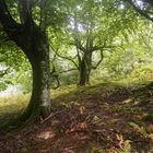 Forêt Basque