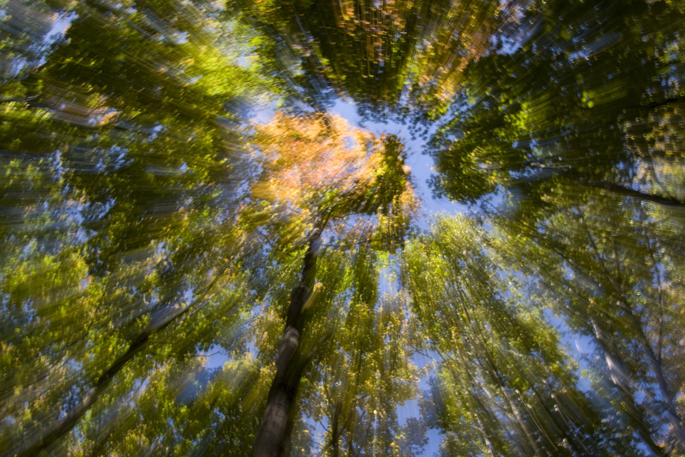 Forêt Boréal