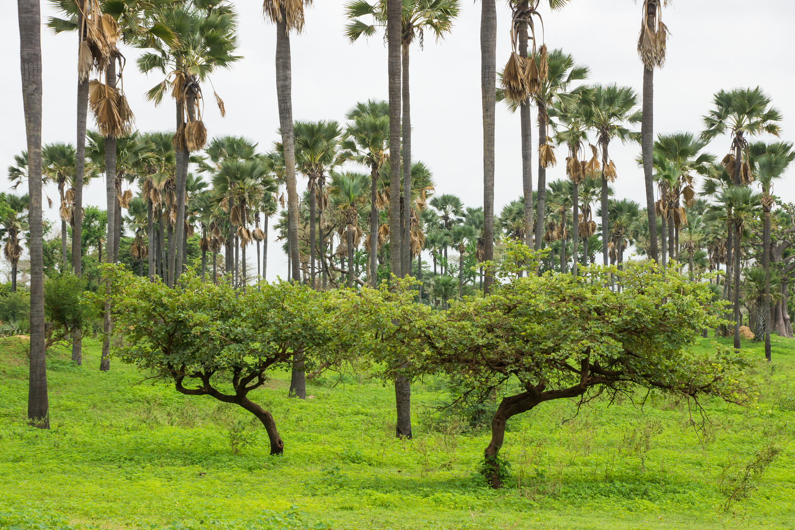 Forêt classé de Samba Dia