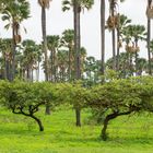 Forêt classé de Samba Dia