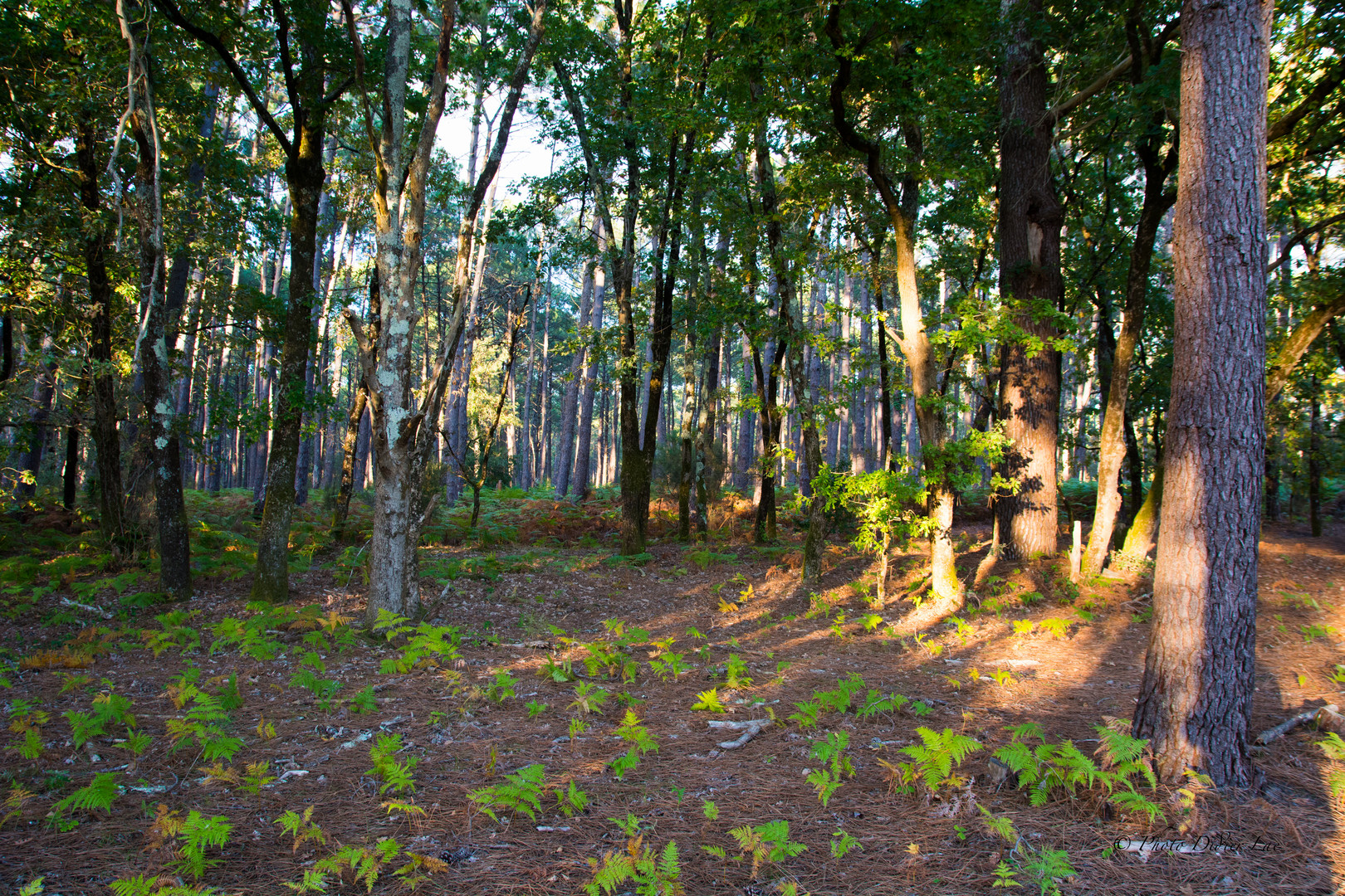 forêt d'Andernos 