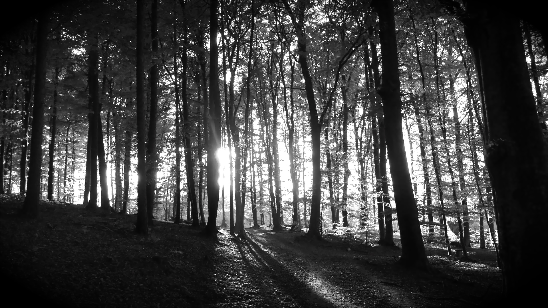 Forêt dans la lumière...