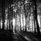 Forêt dans la lumière...