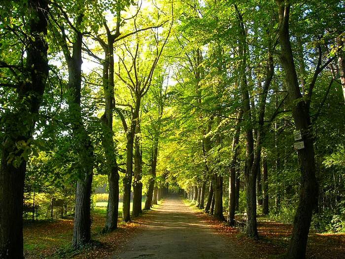 Forêt d'automne