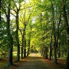 Forêt d'automne