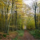 Forêt d'automne.