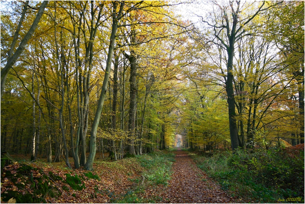 Forêt d'automne.