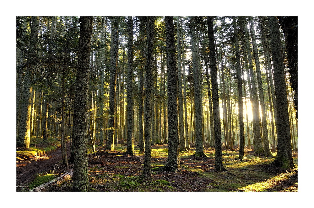 Forêt d'automne au dernière lueur du jour