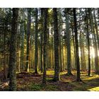 Forêt d'automne au dernière lueur du jour