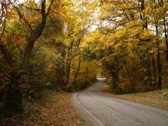 Forêt d’automne dans le nord du Gers