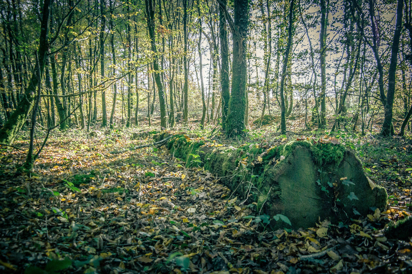 Forêt d'Automne