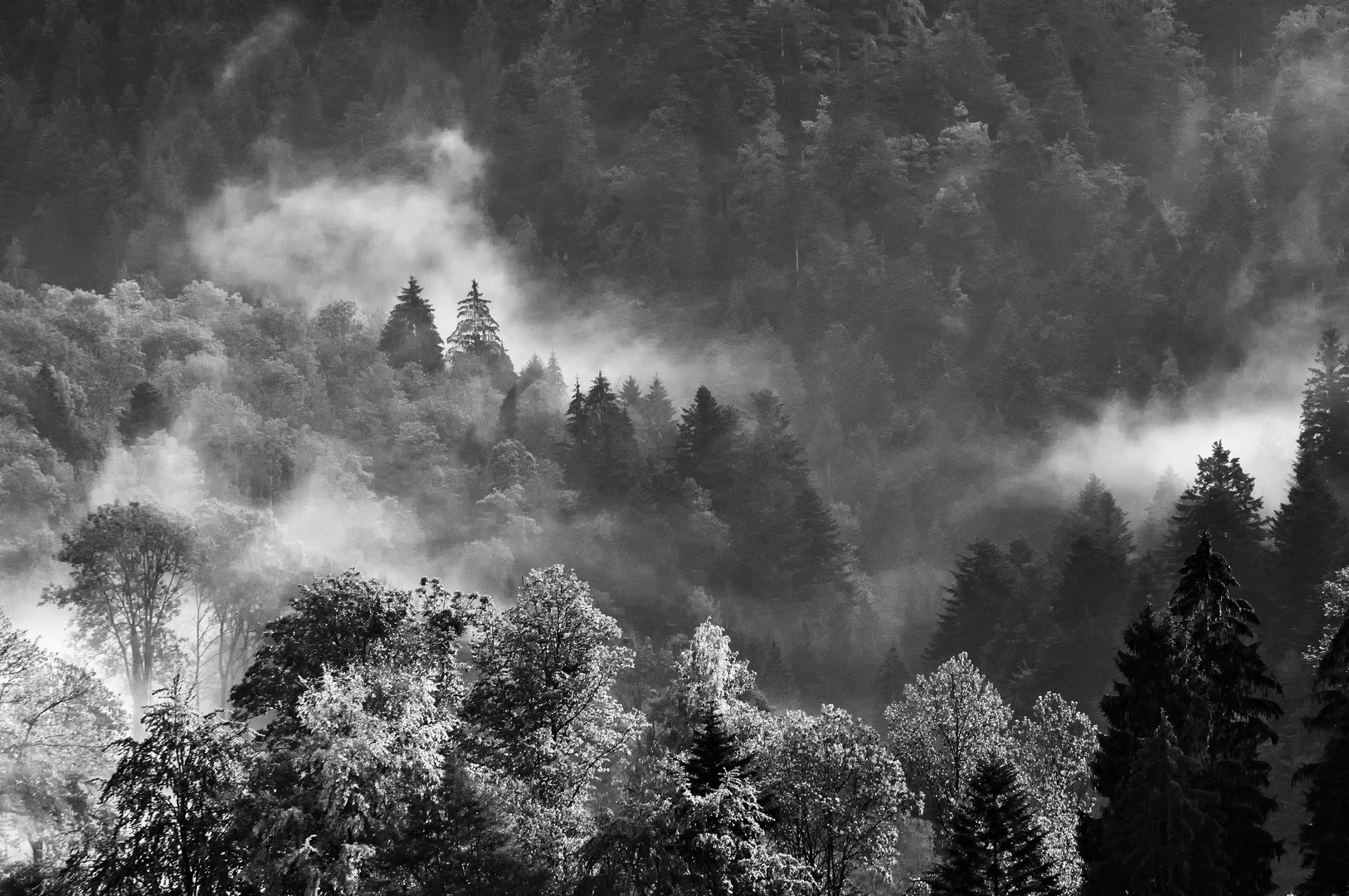 Forêt d'automne