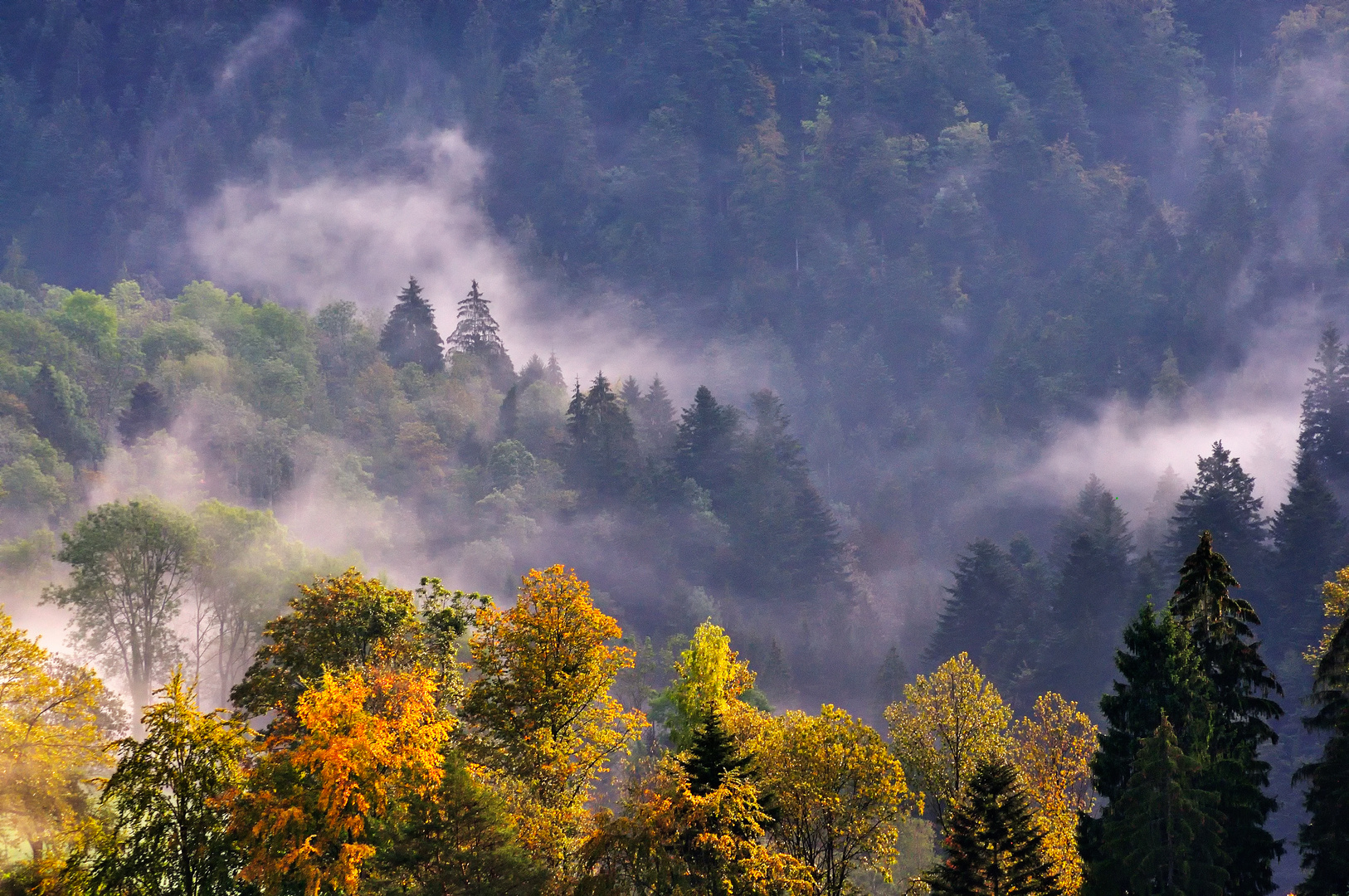 Forêt d'automne II