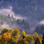 Forêt d'automne II