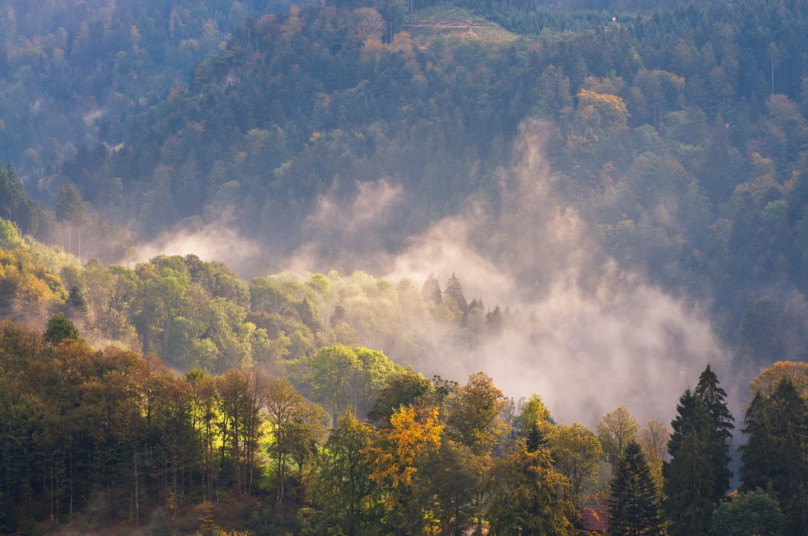 Forêt d'automne III