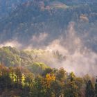 Forêt d'automne III