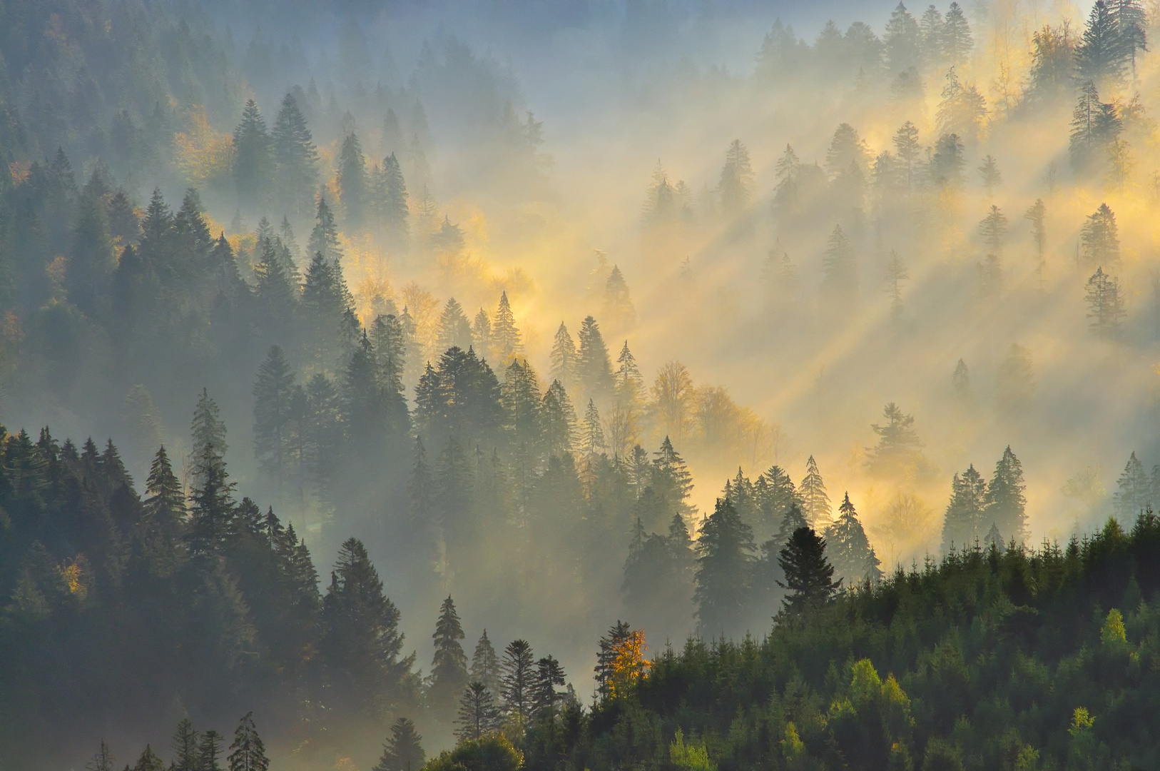 Forêt d'automne IX ou Altweibersommer II