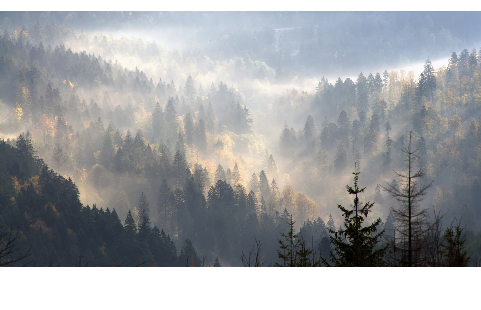 Forêt d'automne V