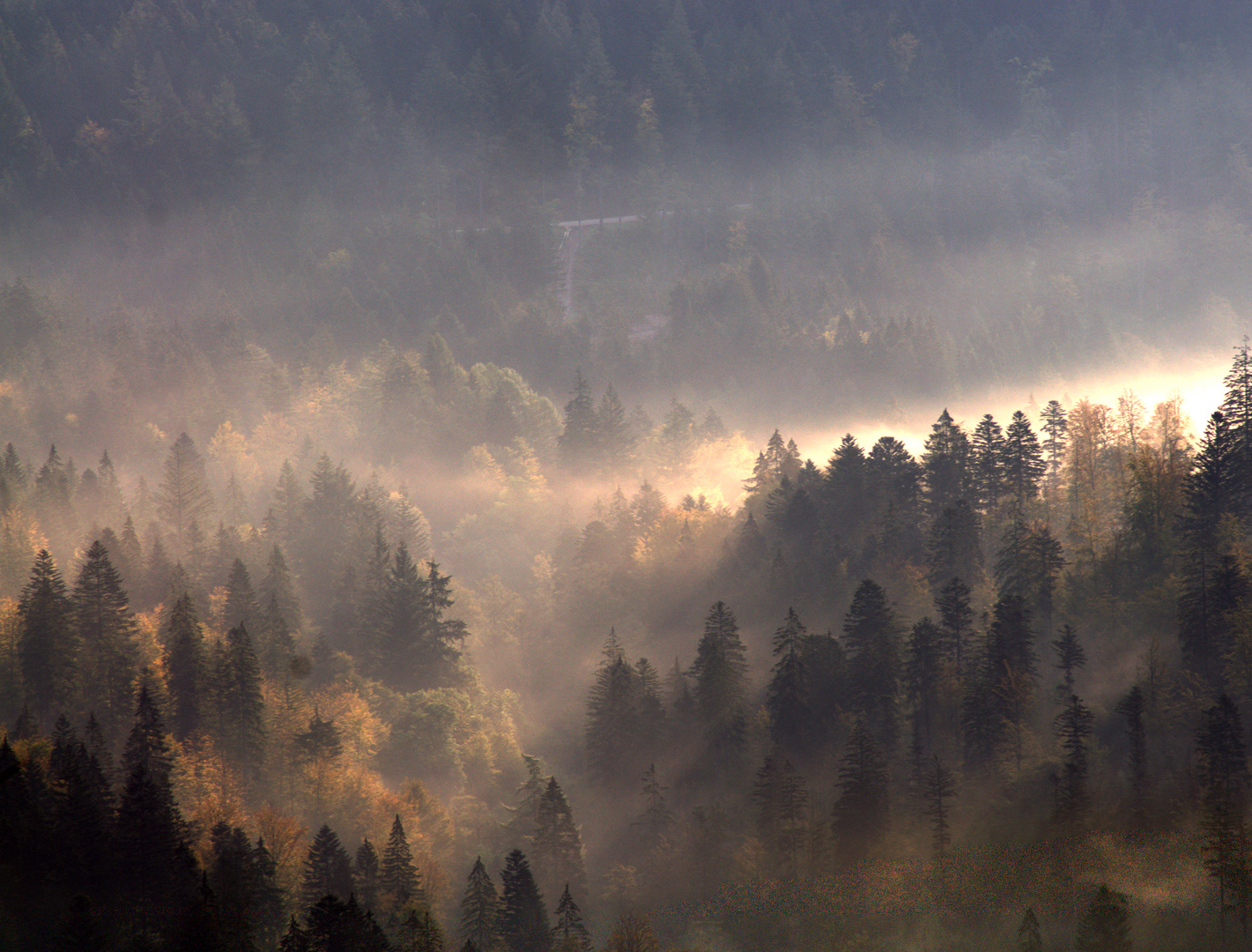 Forêt d'automne VI