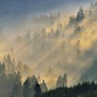 Forêt d'automne VIII ou Altweibersommer