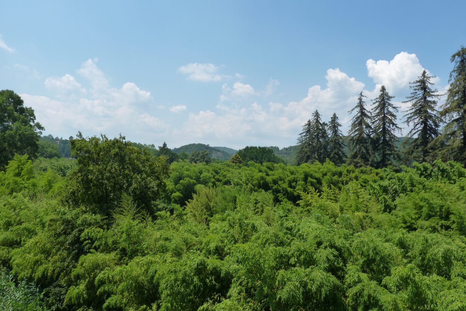 Forêt de bambous