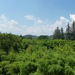 Forêt de bambous