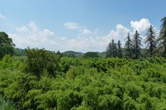 Forêt de bambous